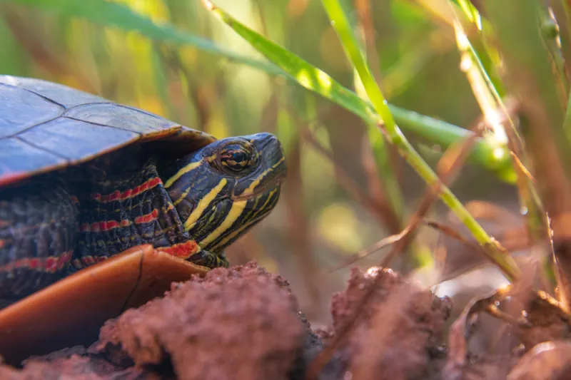 Painted turtle, farmland, Wisconsin. 2018.